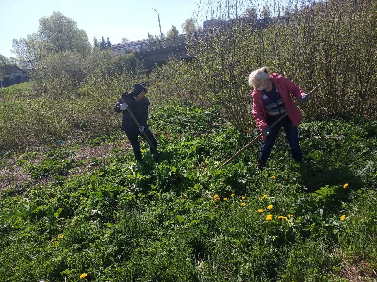 Муниципальное образование Спировский муниципальный округ Тверской области |  Информационные материалы по вопросам борьбы с борщевиком Сосновского